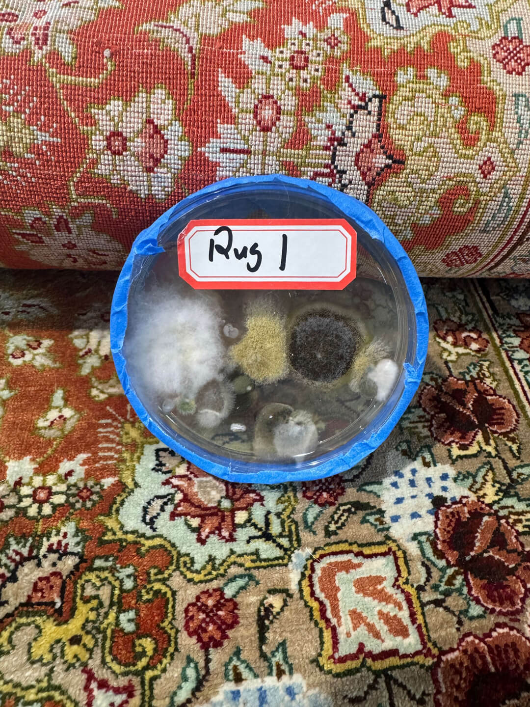 bacteria growth from test on silk area rug
